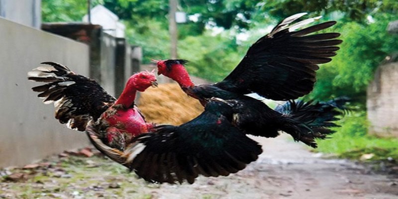 Bật Mí Bí Quyết Chơi Đá Gà Jun88 Hiệu Quả Nhất 5 koyak.io