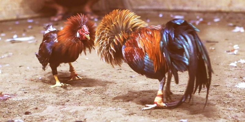 Hướng dẫn luật đá gà cựa sắt - Phổ biến nhất trong giới đá gà 4 luat da ga cua sat 1